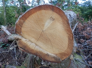treecutting.jpg